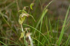 Pterostylis reflexa