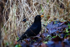 Turdus merula