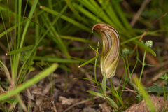 Pterostylis truncata