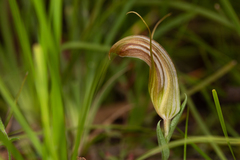 Pterostylis truncata