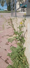 Sisymbrium irio