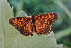 Melitaea protomedia