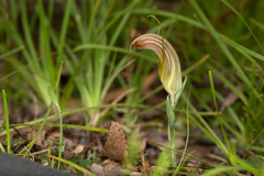 Pterostylis truncata