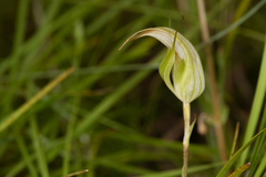 Pterostylis reflexa