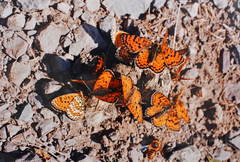 Melitaea latonigena