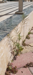 Sisymbrium irio