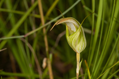 Pterostylis reflexa