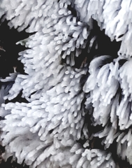 Ceratiomyxa fruticulosa fruticulosa