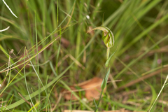 Pterostylis reflexa