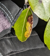 Phytomyza glabricola