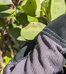 Phytomyza glabricola