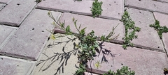 Sisymbrium irio