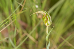 Pterostylis reflexa