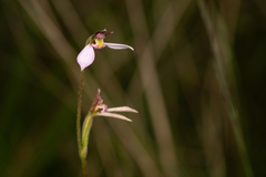 Eriochilus