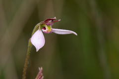 Eriochilus