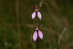 Eriochilus