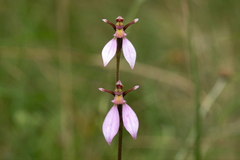 Eriochilus