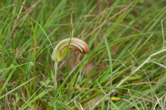 Pterostylis truncata