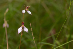 Eriochilus