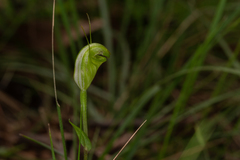 Pterostylis torquata