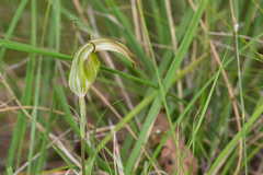 Pterostylis reflexa