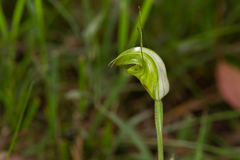 Pterostylis torquata