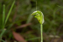 Pterostylis torquata