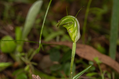 Pterostylis torquata