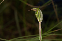 Pterostylis divaricata