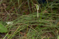 Pterostylis divaricata