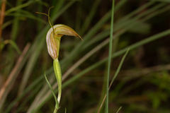 Pterostylis torquata