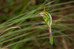 Pterostylis divaricata