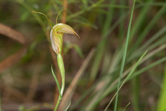 Pterostylis torquata