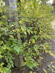 Spiraea media