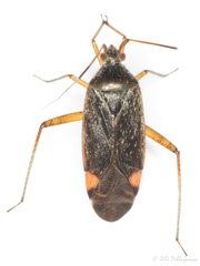 Closterotomus annulus