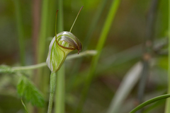 Pterostylis torquata