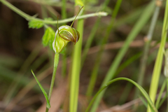Pterostylis torquata