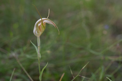 Pterostylis reflexa