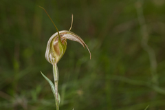 Pterostylis reflexa