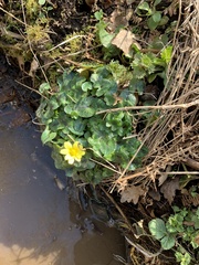 Ficaria verna
