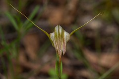Pterostylis reflexa