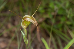 Pterostylis reflexa