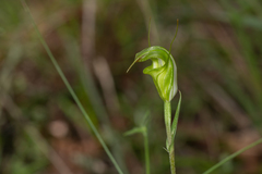 Pterostylis torquata