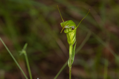 Pterostylis torquata