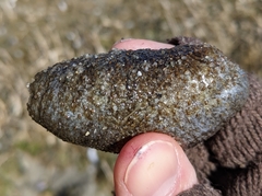Sclerodactyla briareus