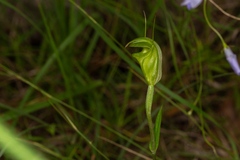 Pterostylis torquata