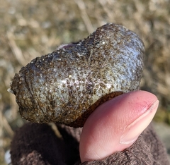 Sclerodactyla briareus