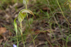 Pterostylis reflexa