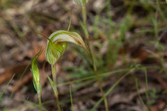 Pterostylis reflexa