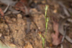 Pterostylis antennifera